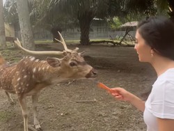 8 Potret Rumah Keluarga Raline Shah di Medan, Mewah Ada Kebun Binatang