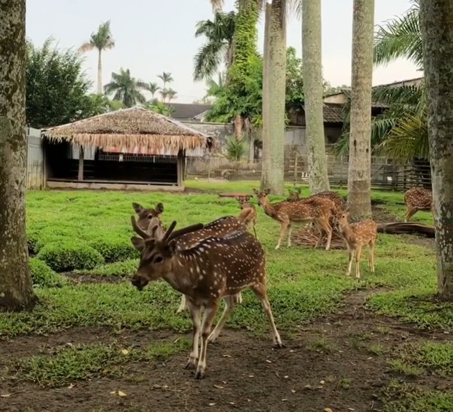 Halaman yang luas juga dimanfaatkan ayah Raline untuk membuat semacam kebun binatang pribadi. (Foto: Instagram/@ralineshah)