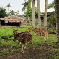 Halaman yang luas juga dimanfaatkan ayah Raline untuk membuat semacam kebun binatang pribadi. (Foto: Instagram/@ralineshah)