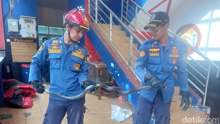 Ular kobra yang berhasil dievakuasi oleh petugas Damkar Subang.