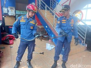 Mata Jujun Kena Semburan Bisa Ular Saat Evakuasi Kobra