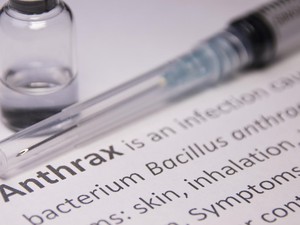 Picu Kematian 3 Warga Gunungkidul, Waspadai Ciri-ciri Hewan Ternak Kena Antraks