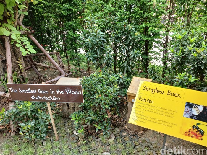 Big Bee Farm Thailand Big Bee Farm Bangkok Thailand