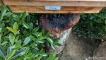 Foto: Belajar tentang Lebah dan Madu di Big Bee Farm Thailand