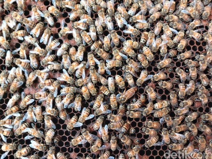 Big Bee Farm Bangkok Thailand
