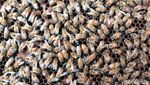 Foto: Belajar tentang Lebah dan Madu di Big Bee Farm Thailand