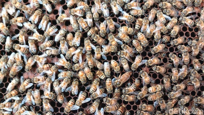 Big Bee Farm Bangkok Thailand