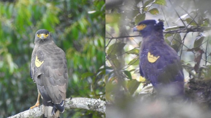 Dua ekor Elang Ular Bido (Spilornis cheela) ras Jawa berjenis kelamin betina