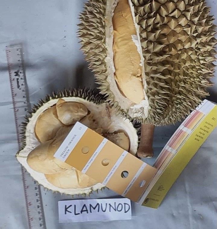 Durian Klamunod asal Bangka kini jadi durian unggul nasional. (distan.babelprov.go.id)