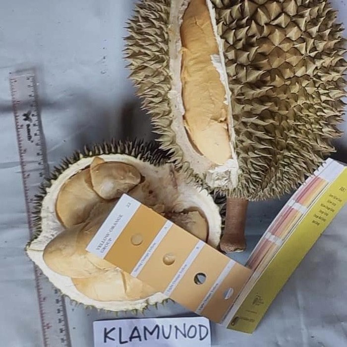 Durian Klamunod asal Bangka kini jadi durian unggul nasional. (distan.babelprov.go.id)