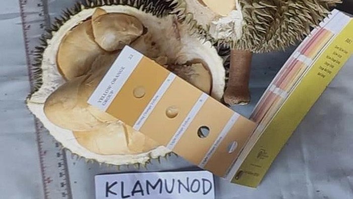 Durian Klamunod asal Bangka kini jadi durian unggul nasional. (distan.babelprov.go.id)