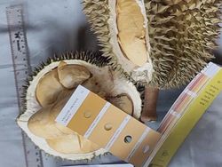 Durian Klamunod,  Harga Satu Kilonya Rp 1,5 Juta