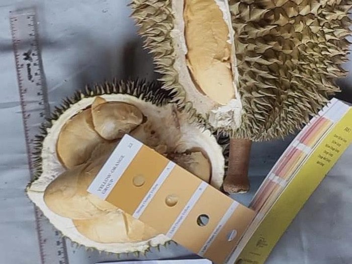 Durian Klamunod asal Bangka kini jadi durian unggul nasional. (distan.babelprov.go.id)