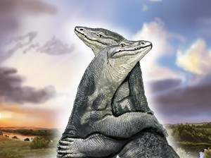 Varanidae