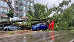 Mobil-mobil Ini Jadi Korban Pohon Tumbang di Amsterdam