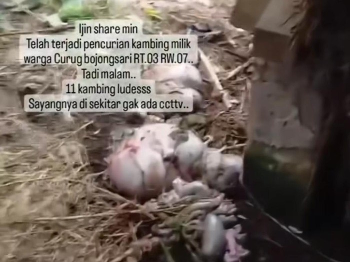Pencurian kambing di Depok viral. Pencuri menyisakan jeroan (tangkapan layar)