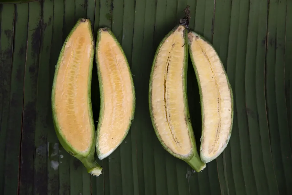 Pisang Super Ciptaan Ilmuwan Ini Diklaim Bisa Selamatkan Jutaan Nyawa
