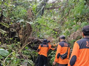 Hujan Angin Akibatkan Pohon Tumbang hingga Longsor di Klungkung