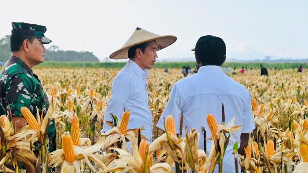 Presiden Jokowi panen jagung di Food Estate di Kabupaten Keerom, Papua. (Dok. Laily Rachev - Biro Pers Sekretariat Presiden)