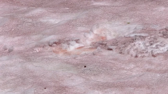 Salju pink