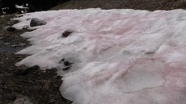 Salju pink
