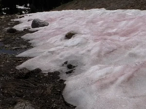 Warna Salju di Pegunungan AS Ini Warnanya Pink, Kok Bisa?