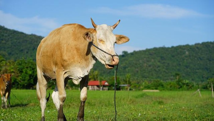 Daging sapi.