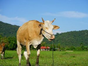 Cara Membersihkan Kepala Sapi untuk Dimasak, Begini Lho Bun...