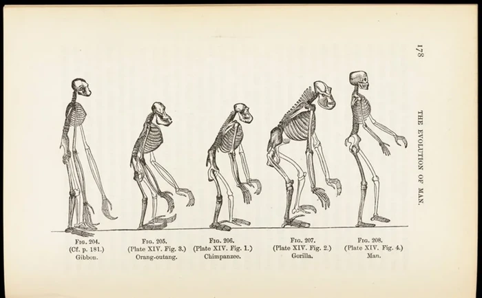 Teori evolusi Darwin menyebutkan manusia berevolusi dari spesies kera.