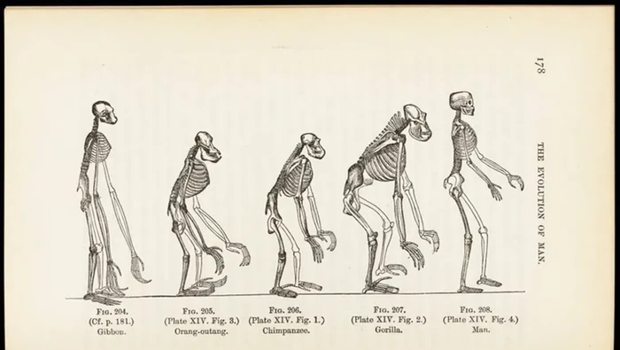 Teori evolusi Darwin menyebutkan manusia berevolusi dari spesies kera.