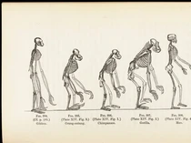 Teori Evolusi Menurut Charles Darwin dan Tokoh Lainnya