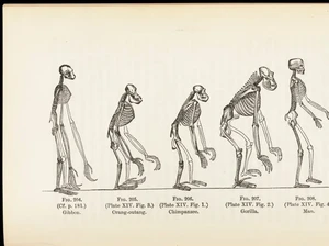 Teori Evolusi Menurut Charles Darwin dan Tokoh Lainnya
