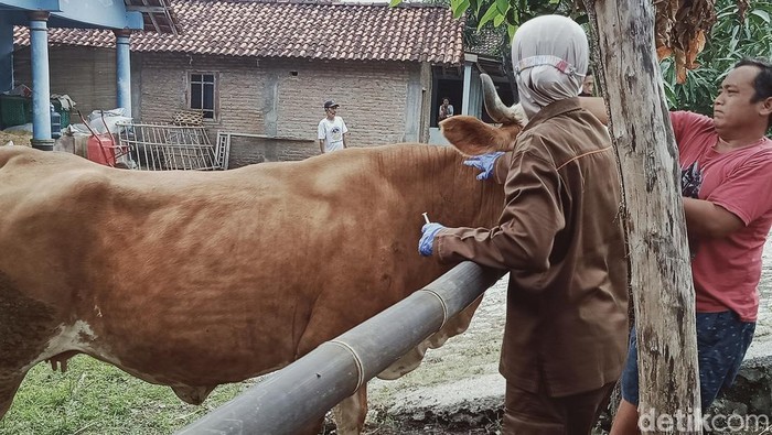 Vaksinasi sapi di Desa Gentan, Kecamatan Gantiwarno, Klaten tahun 2022 lalu. Foto diunggah Kamis (6/7/2023).