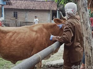 Pos Kesehatan Hewan Klaten Perbatasan Gunungkidul Disiagakan Antisipasi Antraks