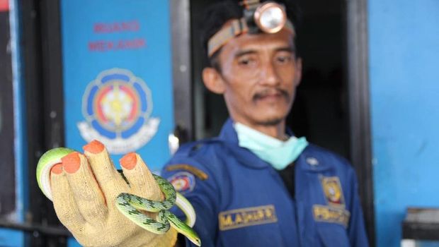 Abah Rizal sang penakluk ular dari Damkar Purwakarta.