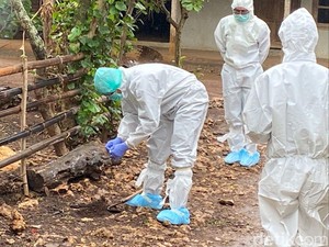 Munculnya Wabah Antraks di Gunungkidul Usai Tradisi Brandu