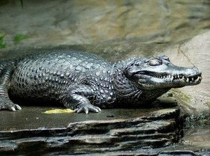 Black Caiman Monster dari Amazon, Anakonda Lewat