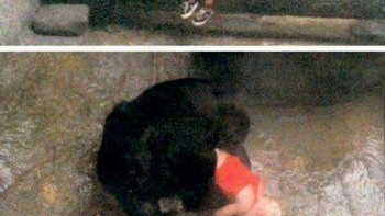 Dalam insiden tahun 1996 di kebun binatang Illinois, seekor gorila betina menggendong seorang anak laki-laki berusia 3 tahun yang jatuh hampir 20 kaki ke dalam kandangnya. menyelinap pergi dari ibunya dan memanjat penghalang di Lubang Gorila Dataran Rendah Barat di Kebun Binatang Brookfield pada 19 Agustus 1996. Foto: instagram.com/photos.from.history