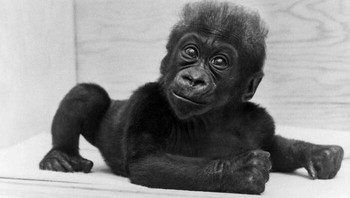 Seekor Bayi Colo, Bayi Gorila Pertama Yang Lahir Di Penangkaran. Ketika Colo Meninggal Dia Adalah Gorila Tertua Yang Dikenal Saat Itu. Colo Hidup Dari 1956-2017 Foto: Instagram.com/photos.from.history/