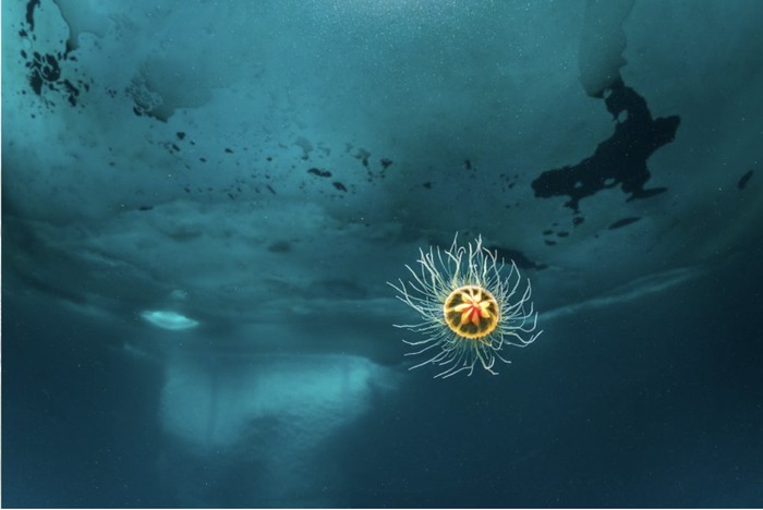 Kompetisi fotografi Prince Albert II of Monaco Foundation's Environmental Photography Award Kompetisi fotografi Prince Albert II of Monaco Foundation's Environmental Photography Award