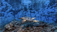 Seekor penyu digambarkan sedang berenang di karang buatan berbentuk kubah (igloo) di laut lebih dari 20 tahun yang lalu. Ini karya Tom Shlesinger.