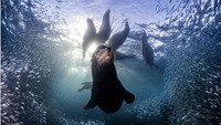 Juara kategori Ocean Worlds karya Simon Biddie adalah foto singa laut California di Taman Nasional Espiritu Santo di Meksiko. Di sini, spesies menikmati status dilindungi dan zona larangan memancing memberi mereka lingkungan yang aman.