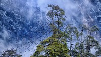 Sekawanan burung Grandala terbang bersama di ketinggian lebih dari 4.000 meter di Himalaya, saat badai salju berputar di belakangnya. Foto karya Khallol Mukherjee tersebut memenangkan juara pertama dalam kompetisi kategori Into the forest.