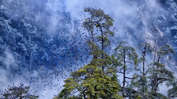 Prince Albert II of Monaco Foundation's Environmental Photography Award