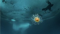 Ini karya Franco Banfi. Ini juara kategori Keajaiban Kutub, sebuah hidromedusa bentik kecil dengan lonceng berukuran kurang dari satu sentimeter. Gambar tersebut menyoroti organisme agar-agar yang kurang dikenal yang hidup di perairan dalam atau kutub.