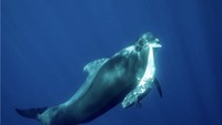 Seekor paus pilot sirip pendek betina digambarkan membawa anaknya yang mati di Tenerife, Spanyol. Fotografer Franco Banfi mengatakan bahwa sangat sedih menyaksikan rasa sakitnya, tetapi sangat menyentuh bahwa dia dikelilingi dan dihibur oleh anggota keluarga lain.