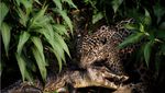 Kompetisi Fotografi Kelestarian Alam, Satu Objek Petaka Rob dari Indonesia