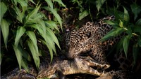 Seekor jaguar di Brasil memegang leher caiman karya Clement Fontaine. Jaguar menjadi semakin langka karena penggundulan hutan dan perburuan, tetapi di dataran Pantanal utara, situs Warisan Dunia UNESCO, mereka masih dapat ditemukan di habitat aslinya.
