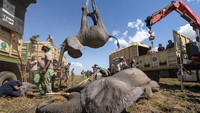 Ini karya Marcus Westberg. Gajah diangkat dengan derek ke dalam truk dan diangkut dari Taman Nasional Liwonde ke Taman Nasional Kasungu, di Malawi, Afrika bagian tenggara untuk memperkuat populasi.