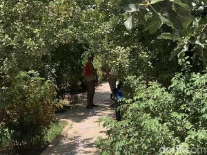 Taif yang Hijau dan Kisah Pahit Rasulullah SAW di Sana